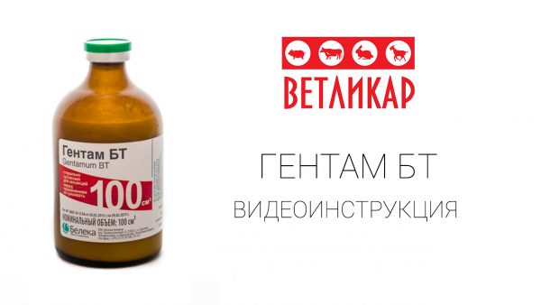 gentam-bt-vetlikar-beleka