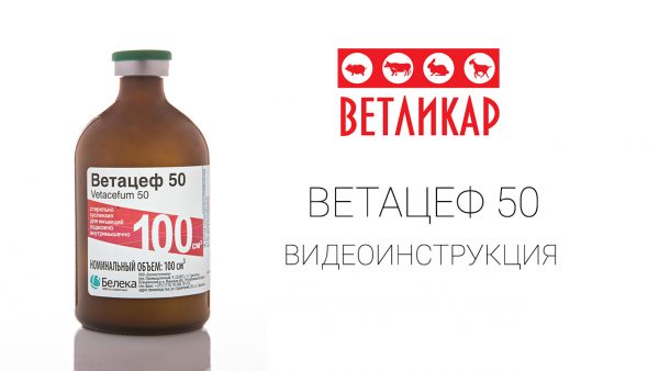 ветацеф-50-vetlikar-beleka