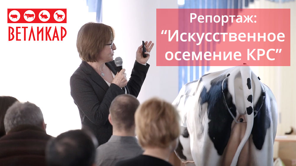 reportazh-iskusstvennoe-osemenenie-krs-vetlikar-ukraina-ua
