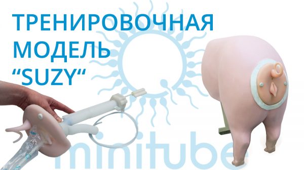 trenirovochnaja-model-suzy-dlja-iskusstvennogo-osemenenija-vetlikar-ua