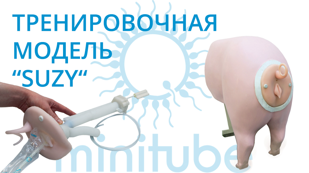 trenirovochnaja-model-suzy-dlja-iskusstvennogo-osemenenija-vetlikar-ua