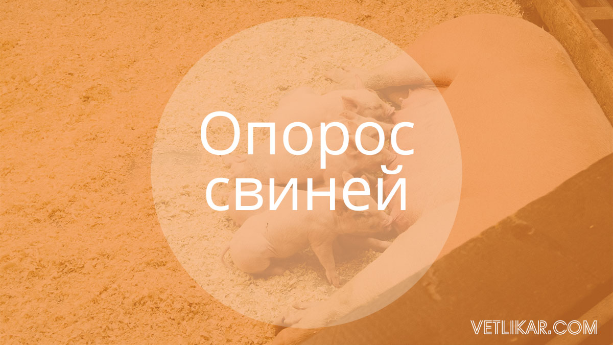 Опорос свиней