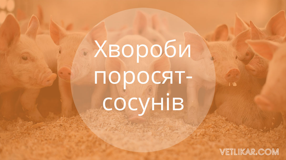Хвороби поросят-сосунів